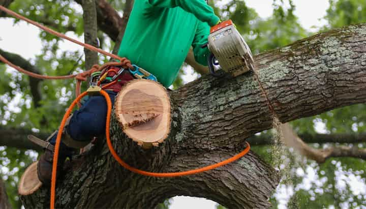 tree removal midlothian