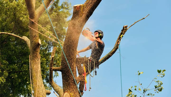 tree removal midlothian