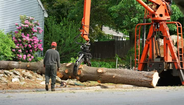 tree removal midlothian