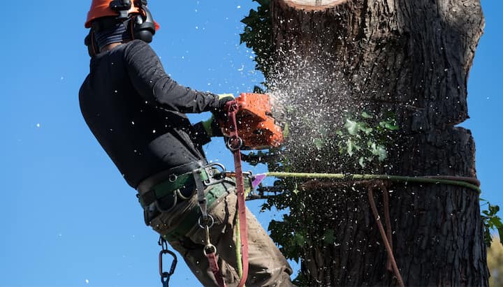 tree removal midlothian va